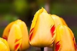 yellow tulips dramatic yellow effect
