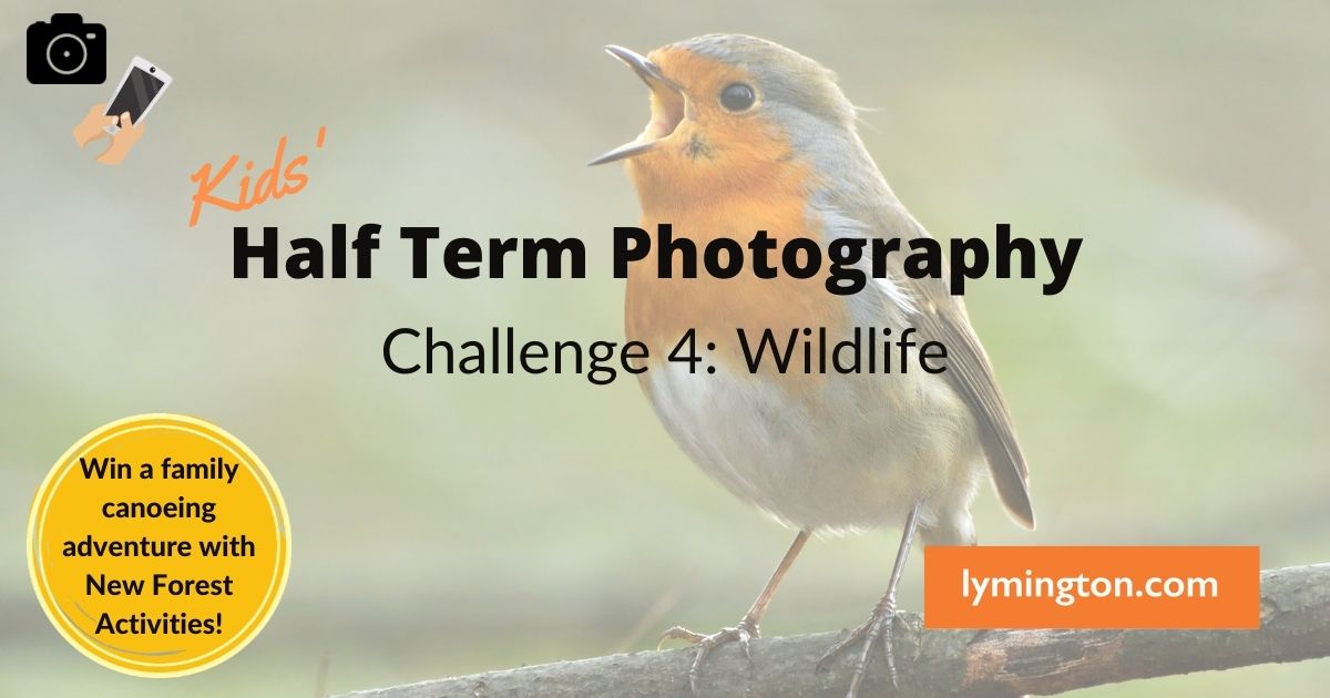 Half Term Photography Challenge 4 for children in the New Forest - wildlife