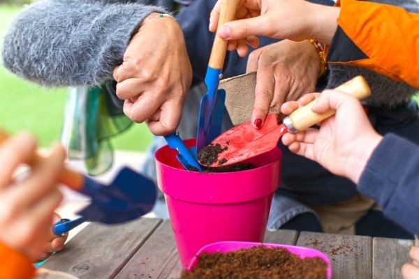 planting seeds in a pink plant pot
