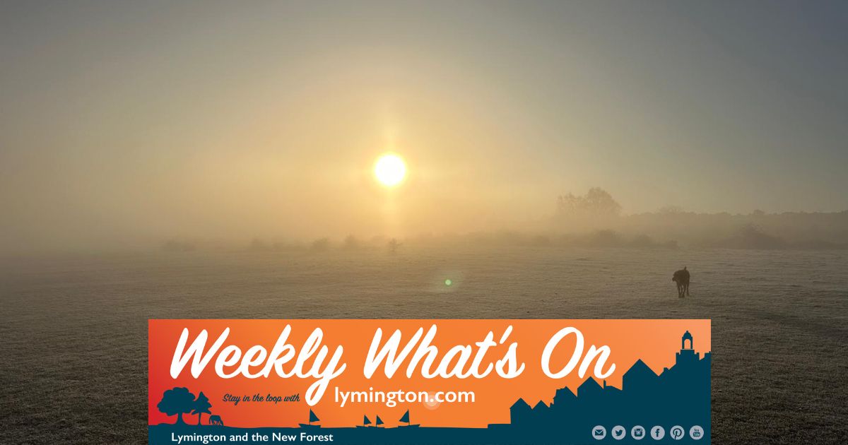 Foggy forest sunrise