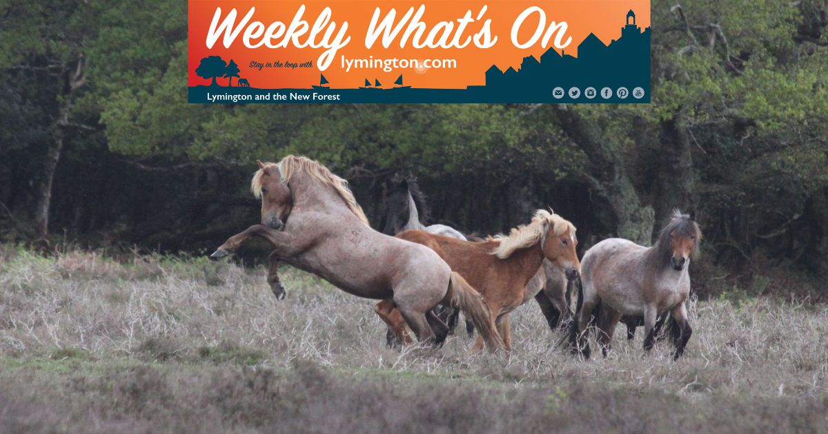 New Forest stallion and mares