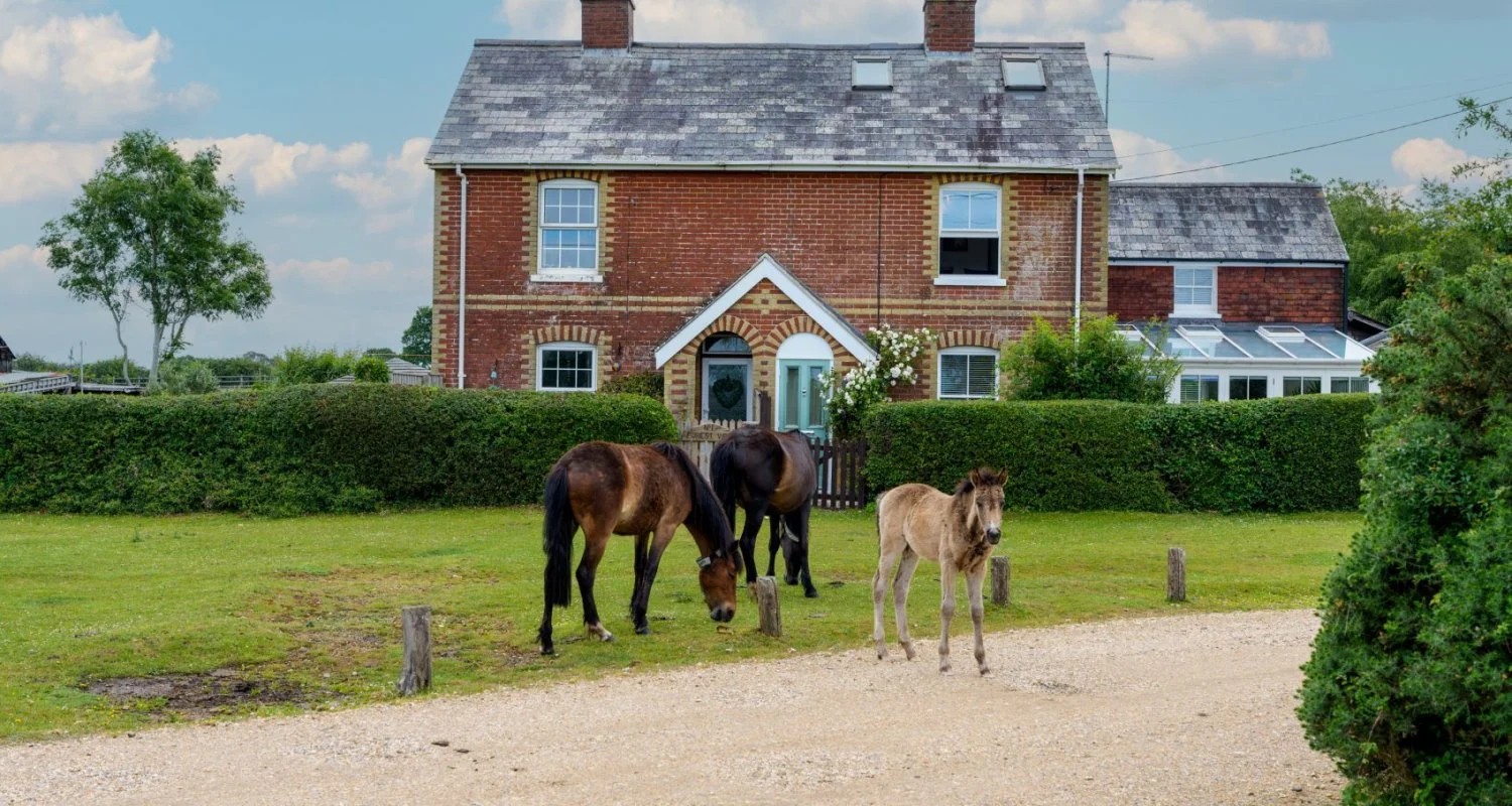 New Forest Escapes new property Forest View