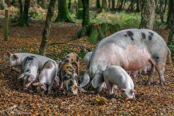 Look out for pigs! Pannage in the New Forest 2025