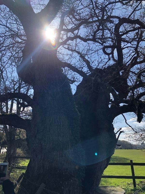 A beautiful ancient oak on our walking route on the Commoners Walk