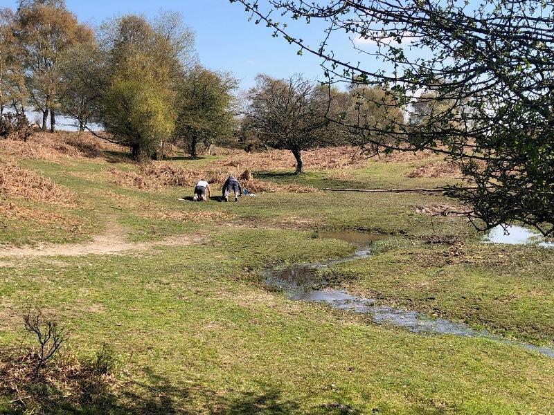 bell inn new forest commoners11 WALK 2 800