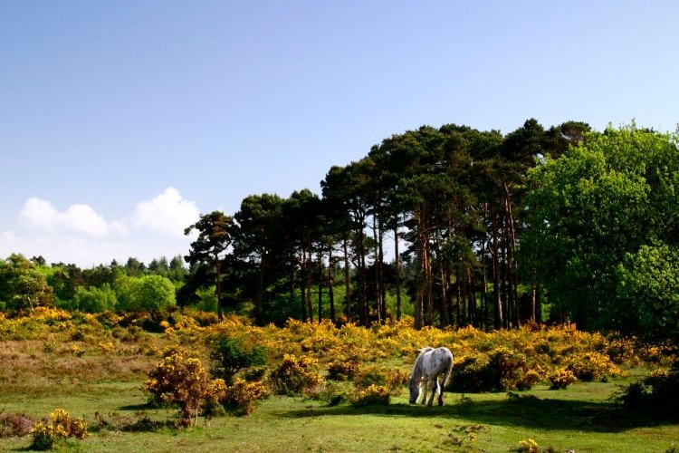 Spring in the Forest Careys Manor SenSpa