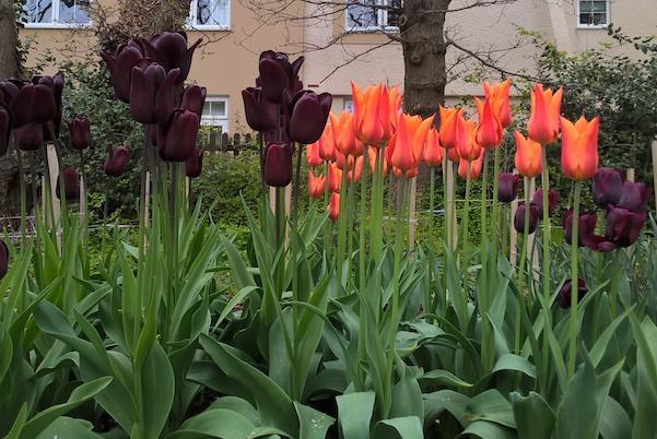 Belmore Lodge Gardens