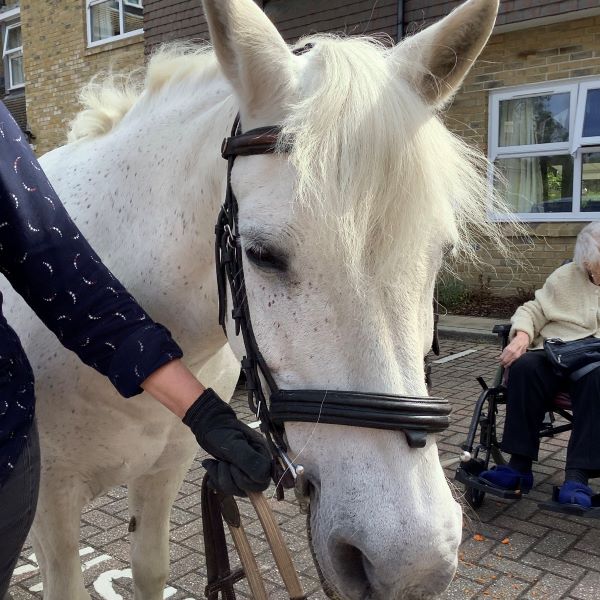 Elvis the pony