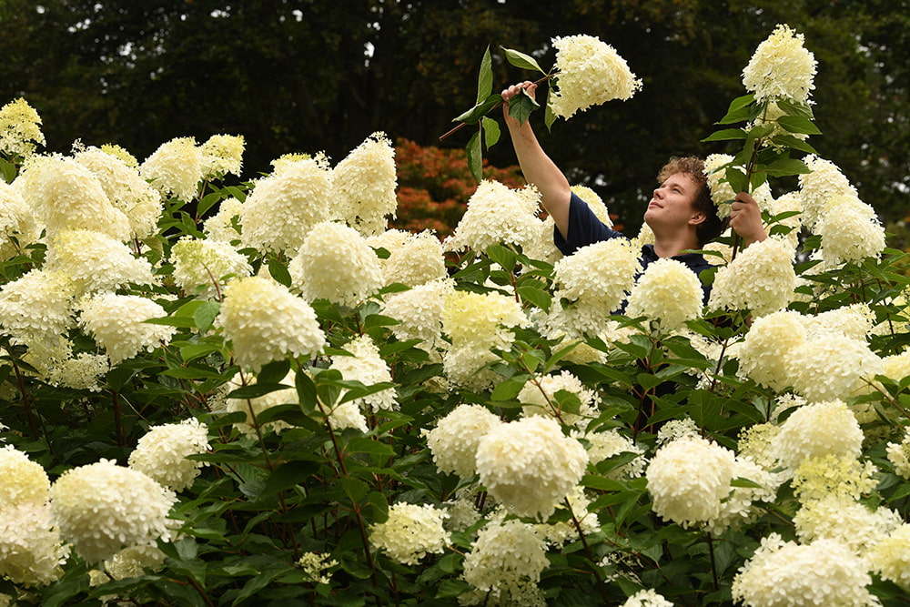 Exbury Gardens - heavenly hydrangeas