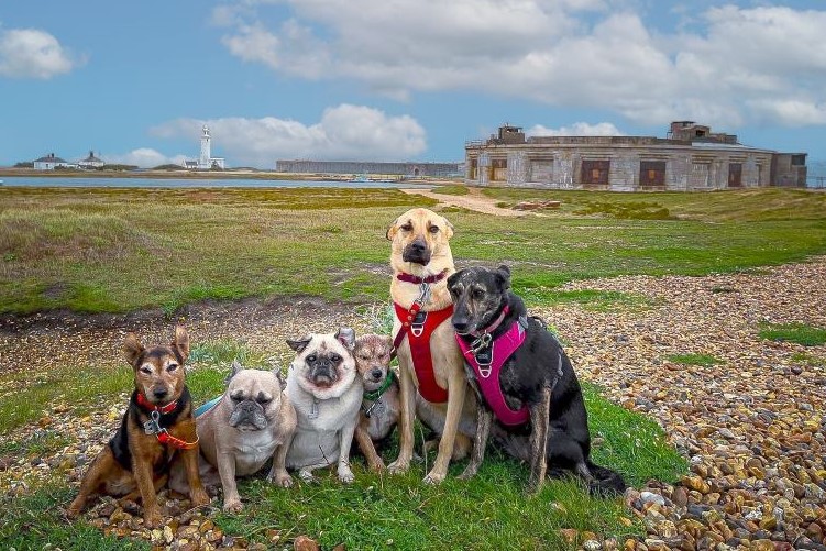 Group of dogs in front of Hurst Castle