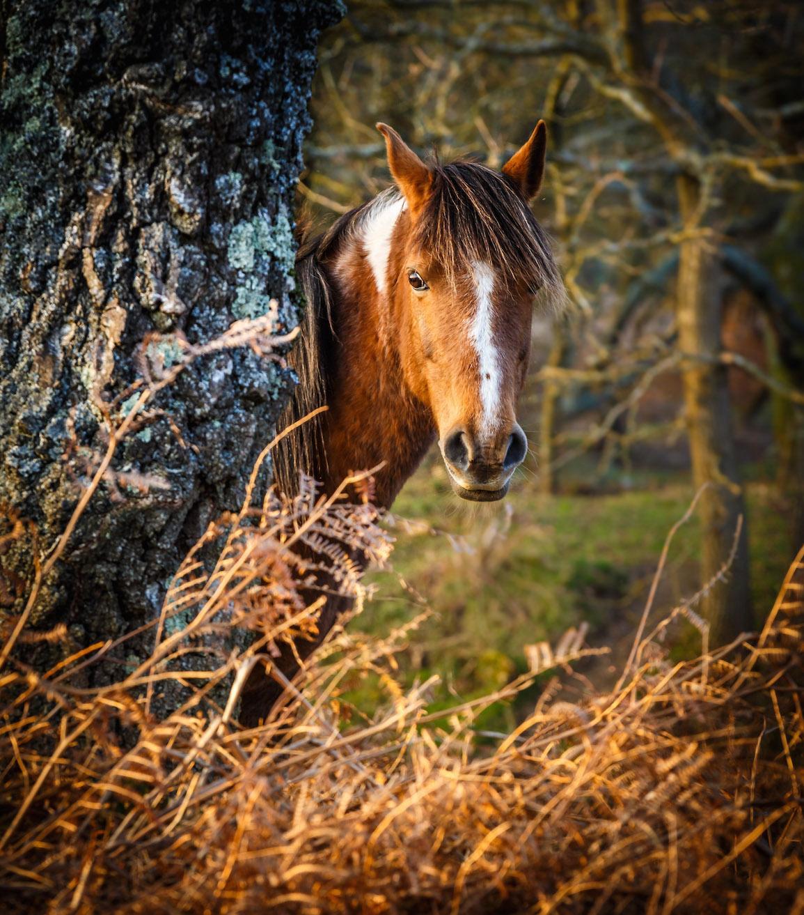 New Forest pony behind tree by Alex Kerslake