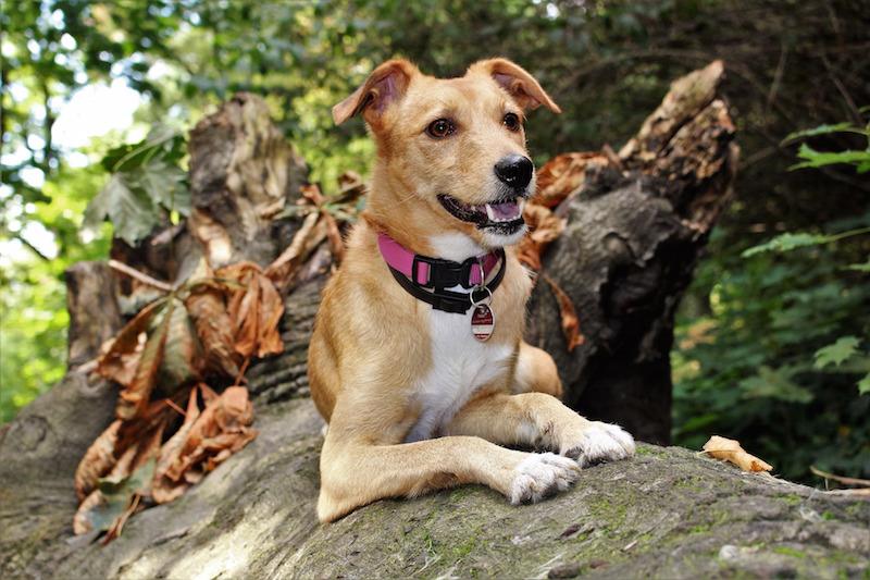 Dog on branch in New Forest Hampshire