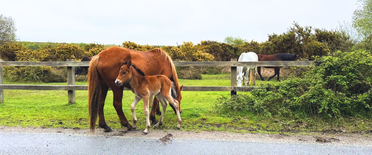 New Forest Mare and Foal near Road Brockenhurst