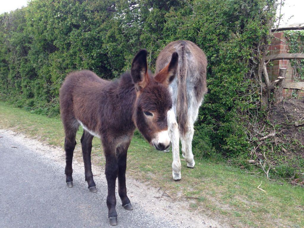 baby donkey in East Boldre New Forest