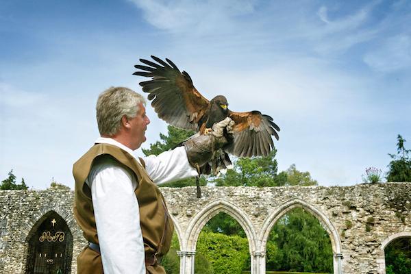 Beaulieu's first official falconer for 3 centuries, Paul Manning