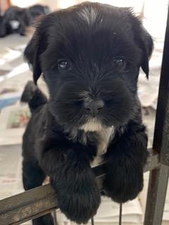 Rococoflo Tibetan terrier puppy