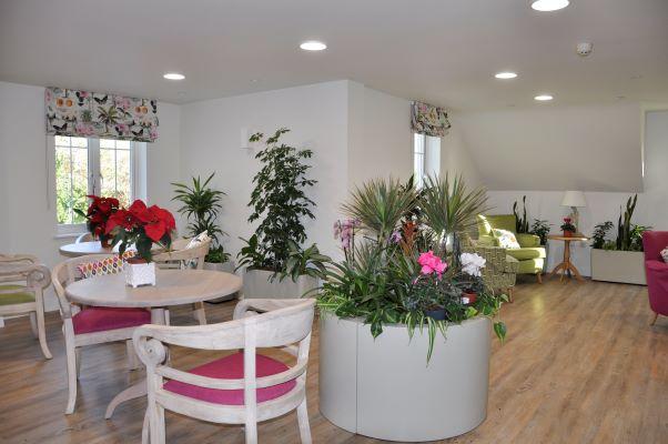 Green and serene New Forest Christmas at Belmore Lodge