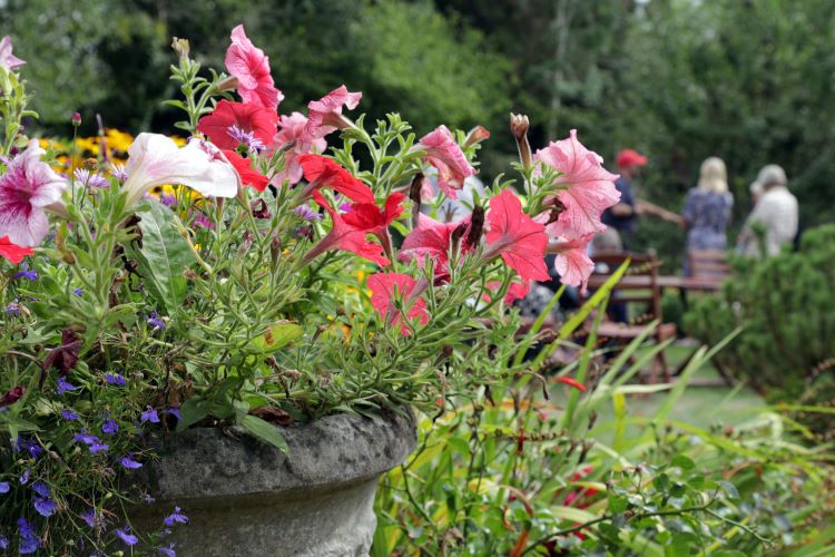 National Garden Scheme at Woodpeckers Brockenhurst