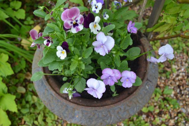 Winter flowering viola