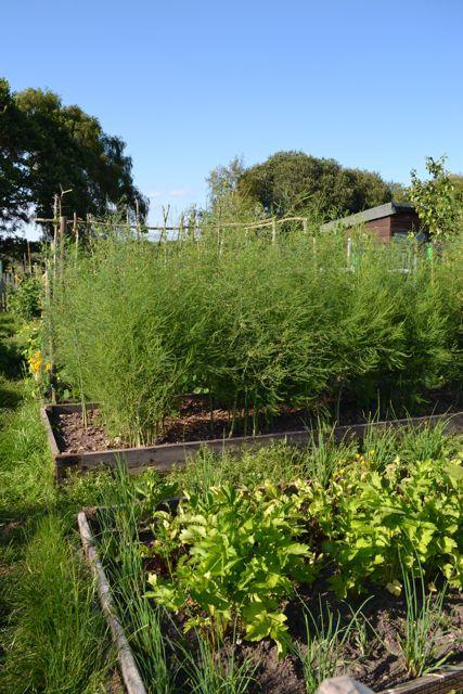 Consider the height of other plants.  Here asparagus casts shade over the other plants.