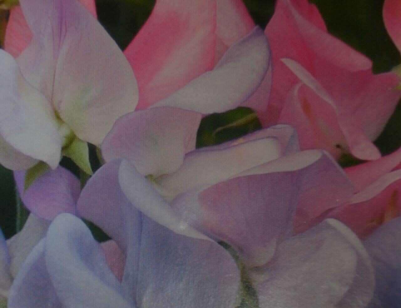 sweet peas