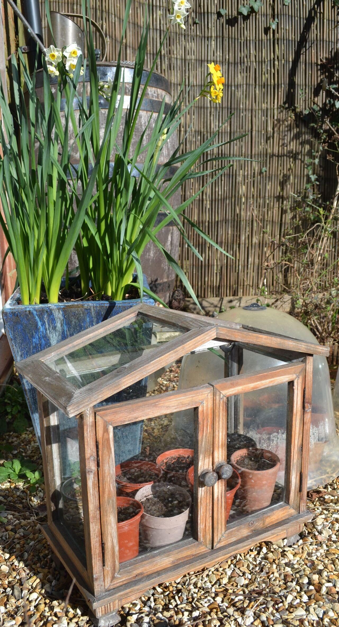 sweet peas germination