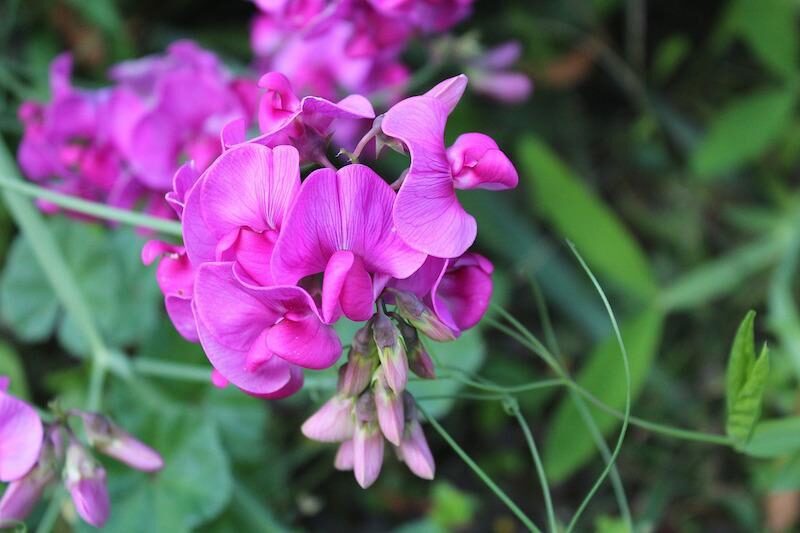 sweet pea scented 