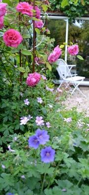 Roses in Lymington gardens in June
