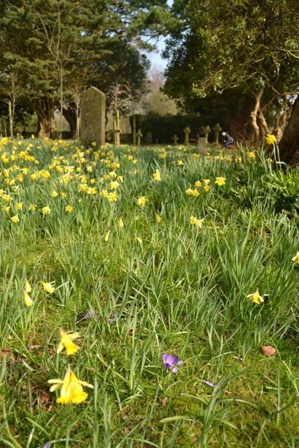 debby lockey easter garden colour yellow - all yellow 