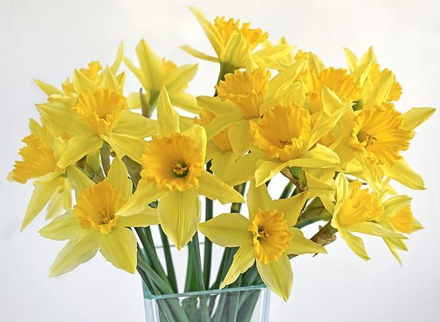 easter daffodils