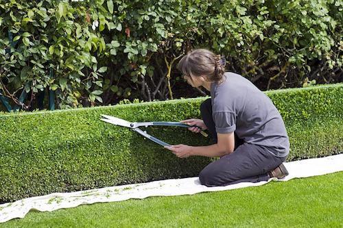 Late summer jobs to do in your garden