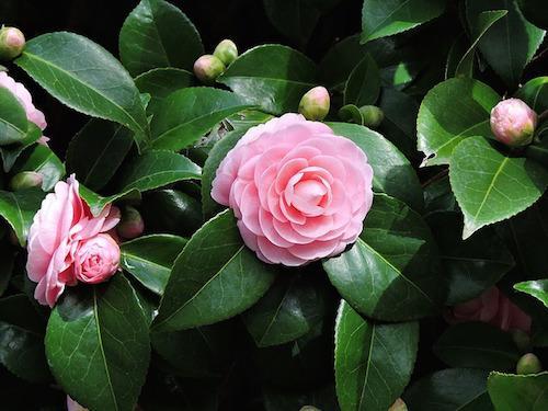 camelia
