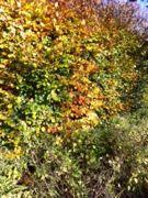 The season to plant your hedge by Debbie Lockey Garden Design