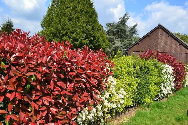 garden hedges