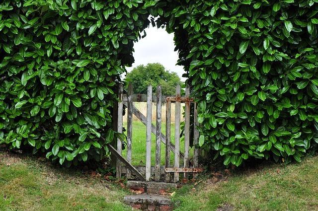 Advice on choosing and planting your hedge