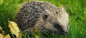 hedgehog in Sept