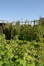 July 2014 July in my allotment by Debby Lockey garden designer new forest.JPG - 68.53 KB