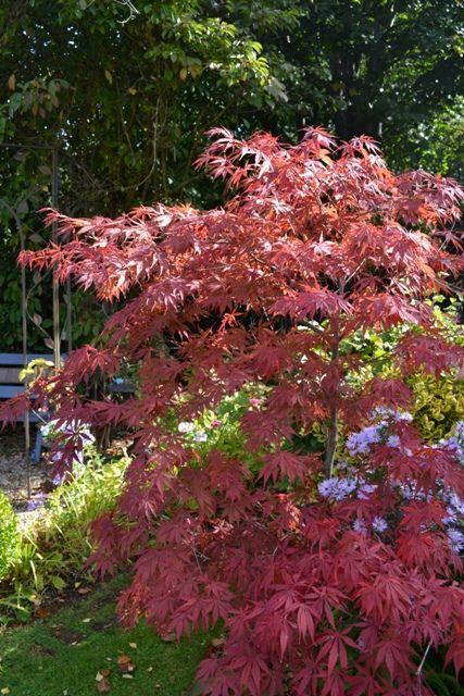 The beautiful colours of the Acer at their best in autumn