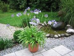 A water feature in your garden is fabulous in summer