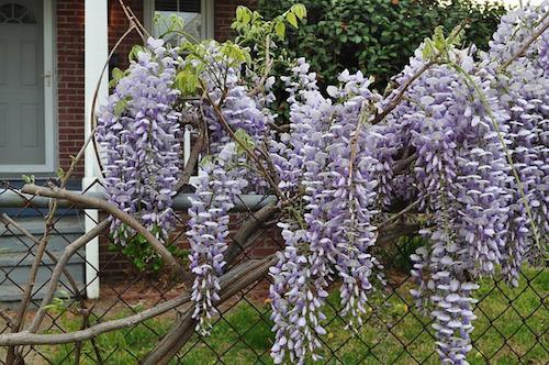 wisteria