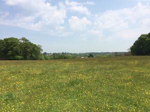 Looking from Buckland Rings towards Ampress 