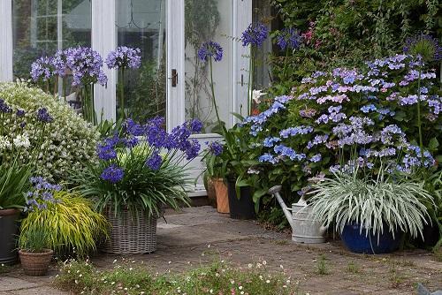 Agapanthus Garden