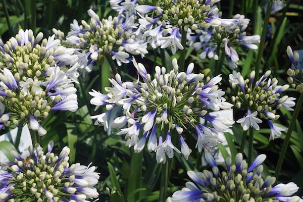 Award-winning Agapanthus grown in the New Forest