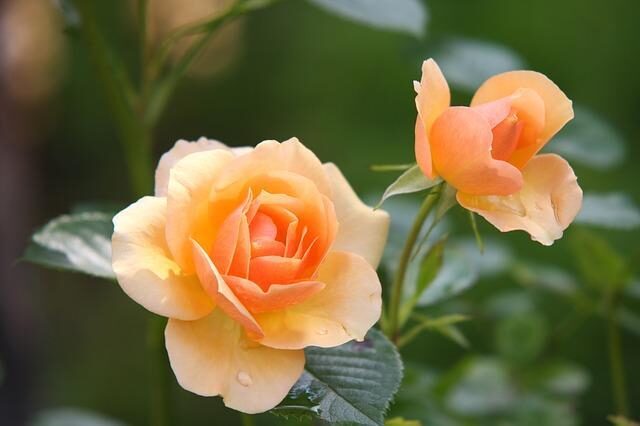 Its a good year for roses
