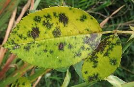 What does black spot look like on roses?