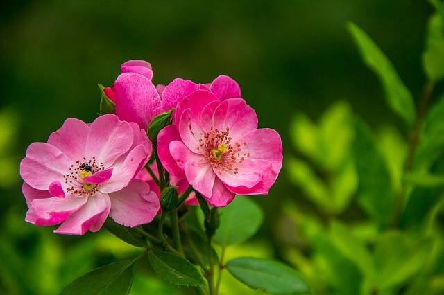Ways of controlling black spot on roses