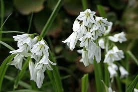 3 cornered leek.png - 102.77 KB