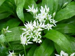 wild garlic.jpg - 10.15 KB
