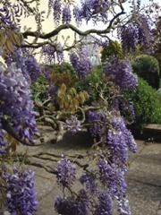 wistaria in Moore Blatch Open Gardens Lymington April 2014