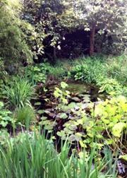  lily pond in Moore Blatch garden, Open Gardens Lymington April 2014